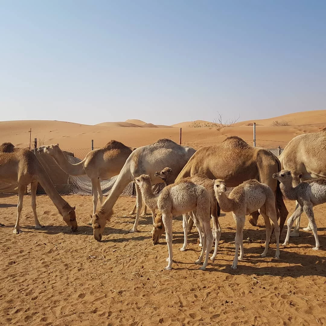 Heritage Desert Safari In Dubai